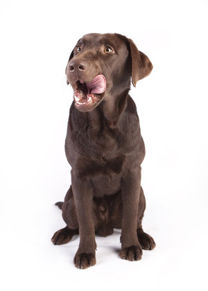 Hund, der sich die Schnauze leckt